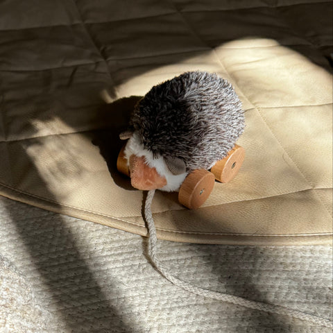 Hedgie